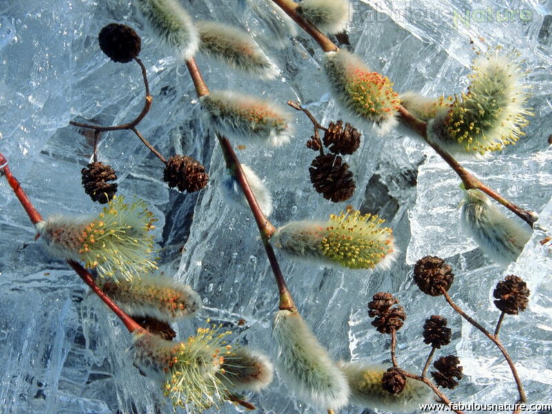 Willow Catkins in Ice