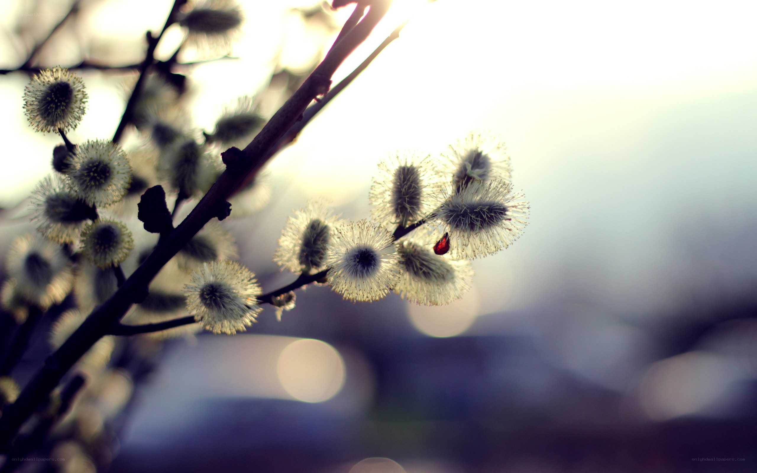 willow catkins in morning light