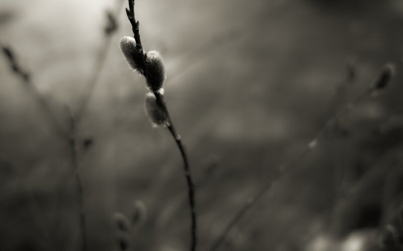 willow catkins in soft focus