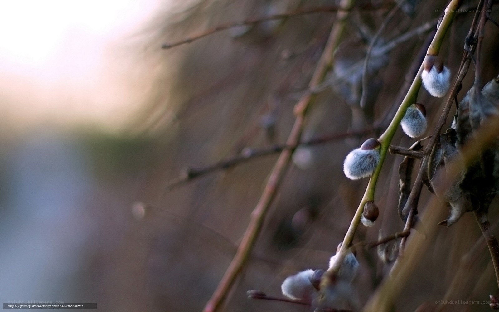 Willow catkins in spring