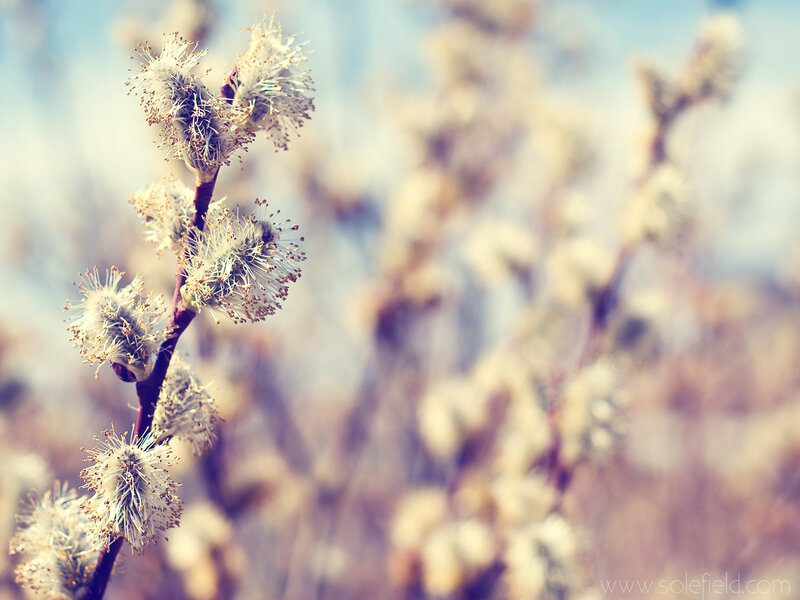 willow catkins in spring