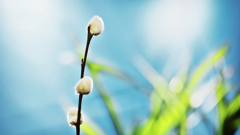 willow catkins in spring