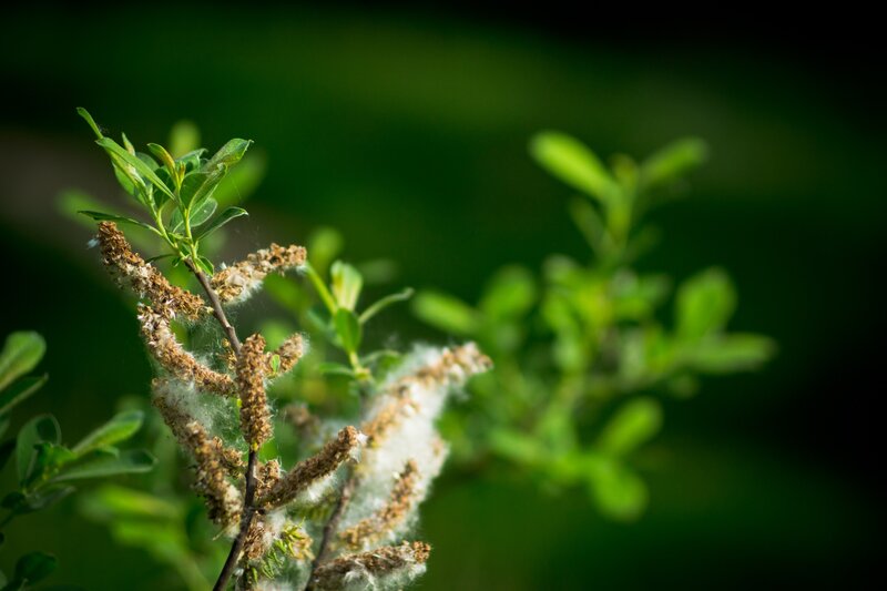 Willow catkins in spring
