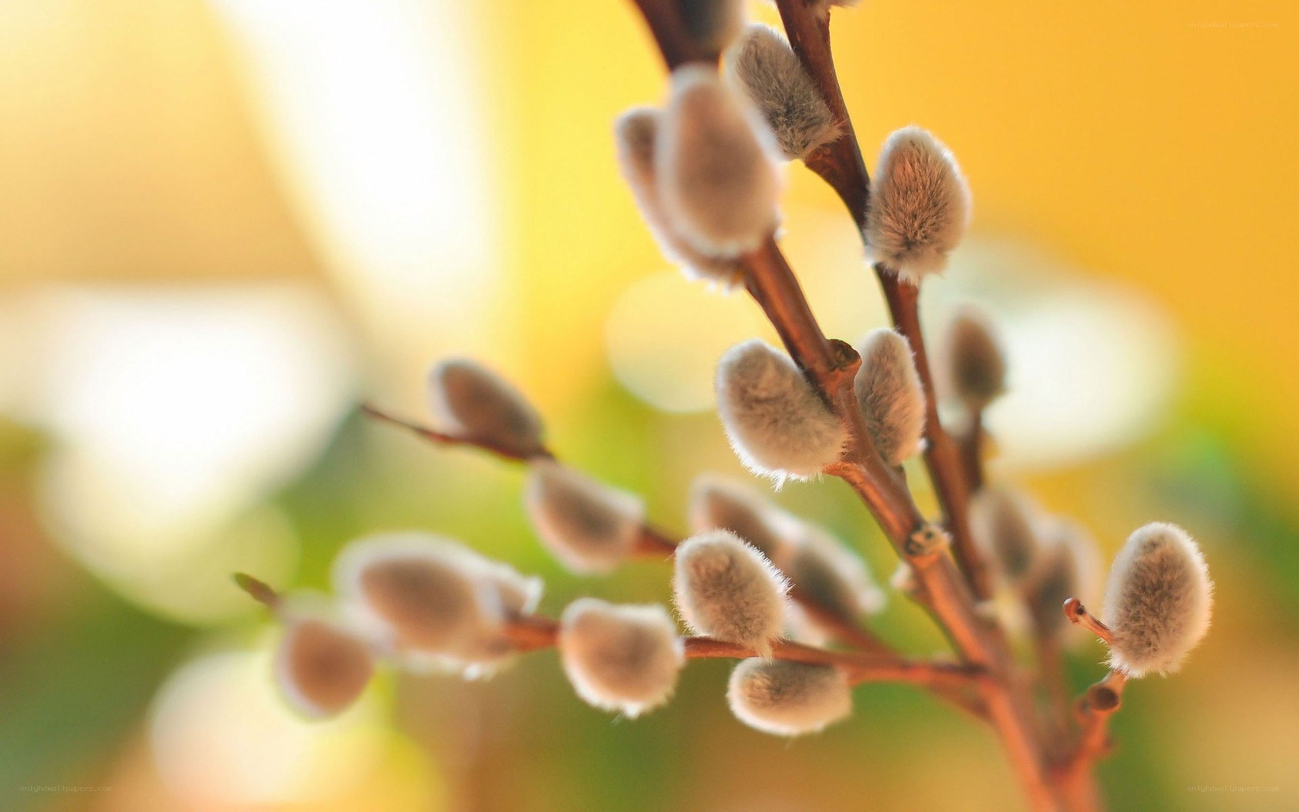 willow catkins in spring