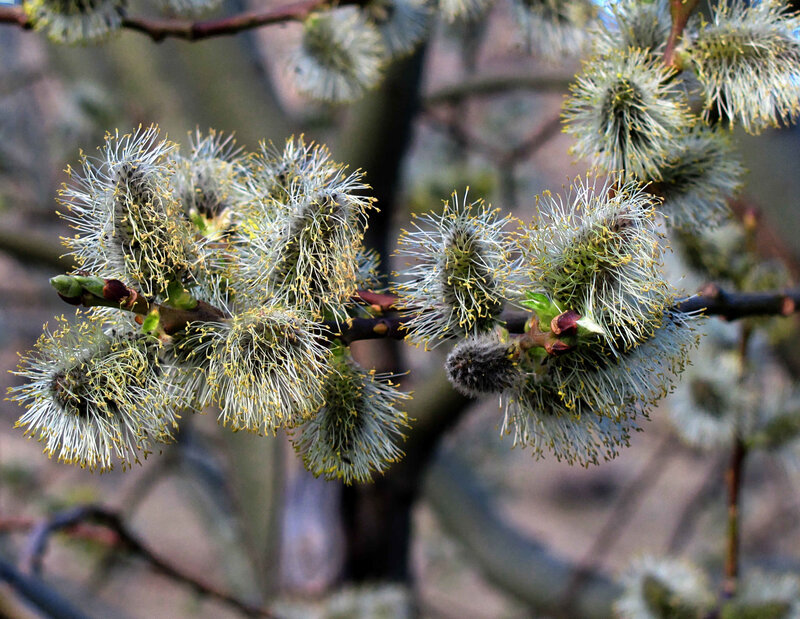 Willow catkins in spring