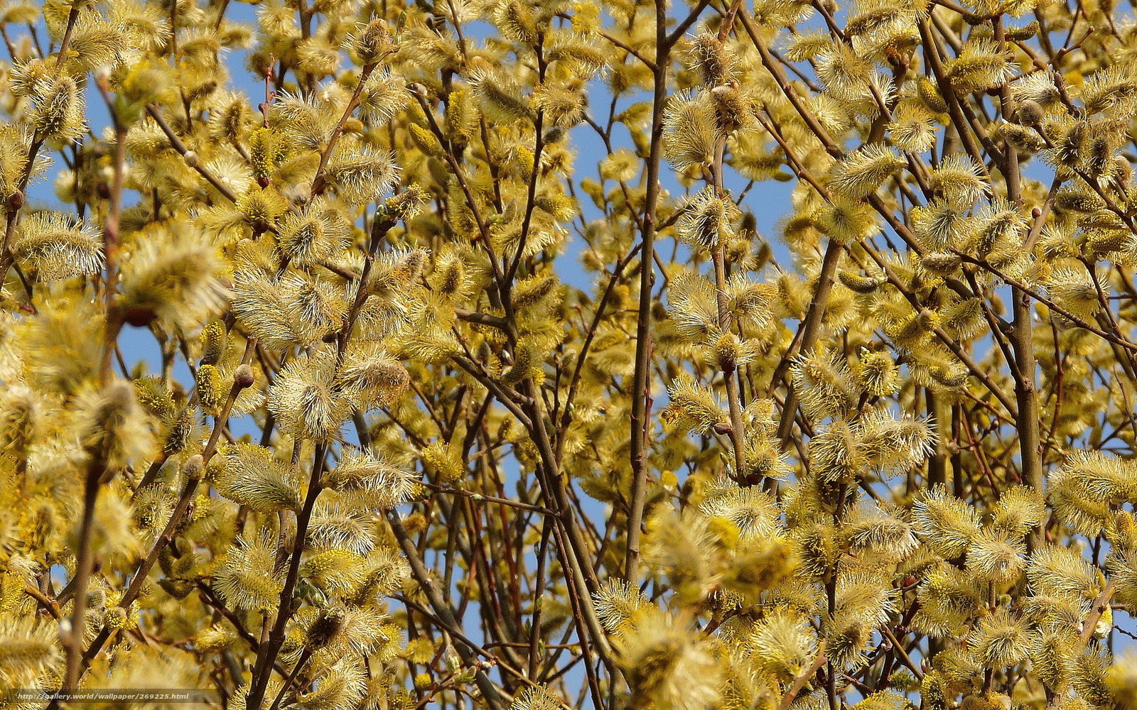 Willow catkins in spring