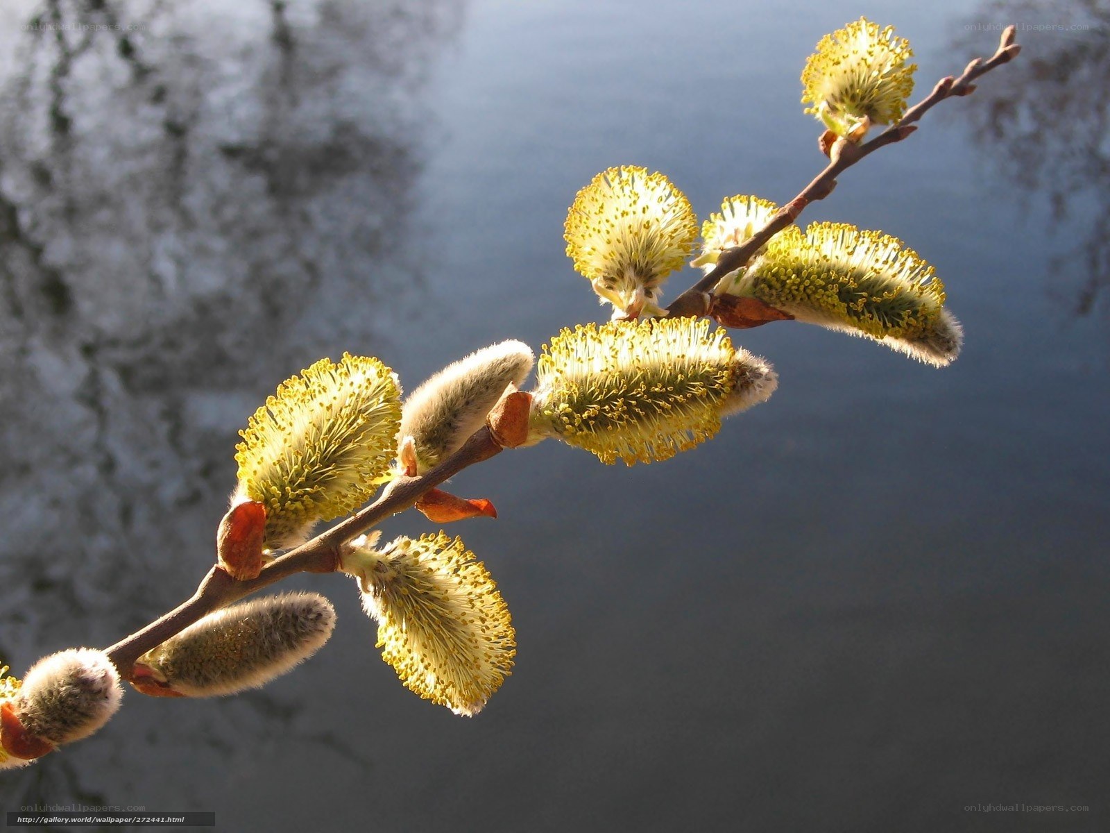 Willow catkins in spring