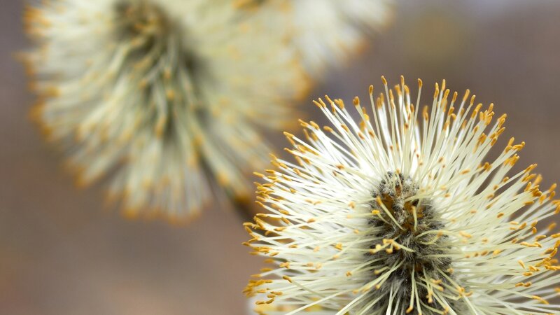 Willow Catkins in Spring — White