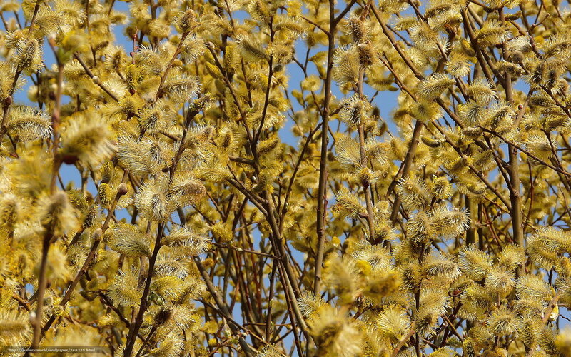 Willow Catkins in Spring — Yellow