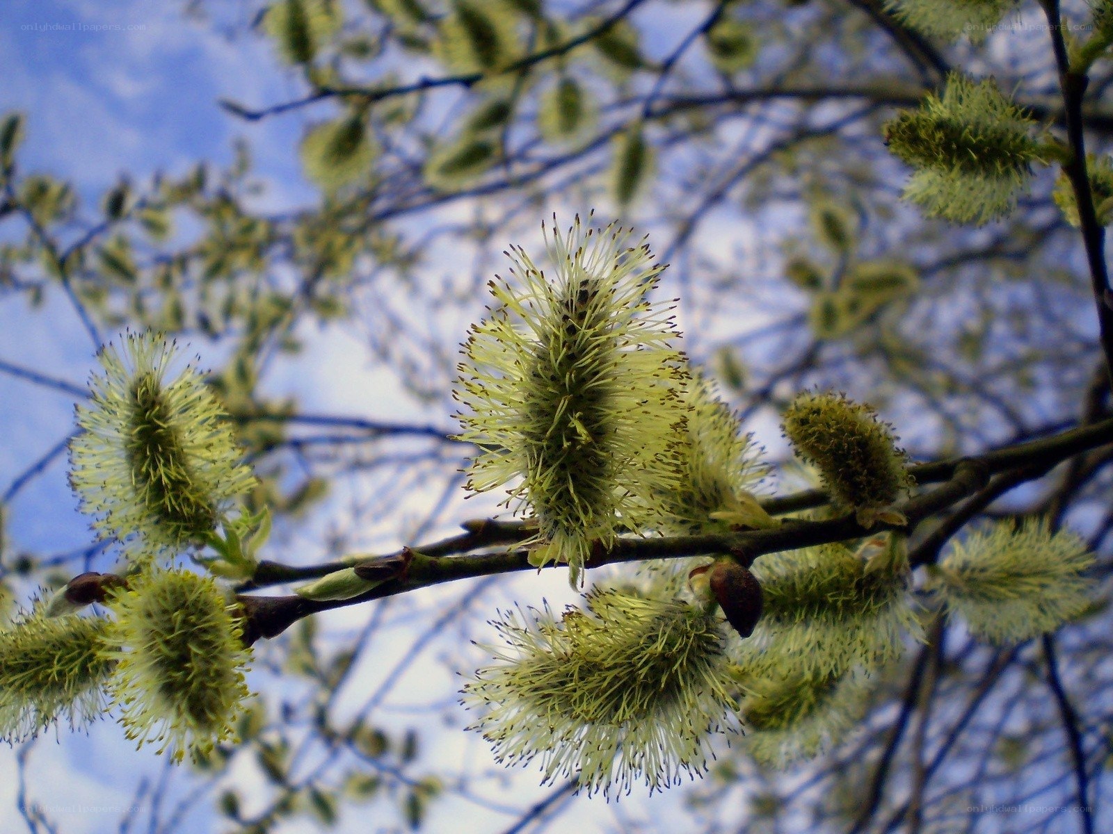 Willow catkins in spring