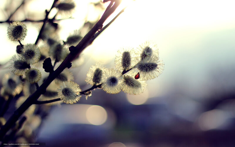 willow catkins in sunlight