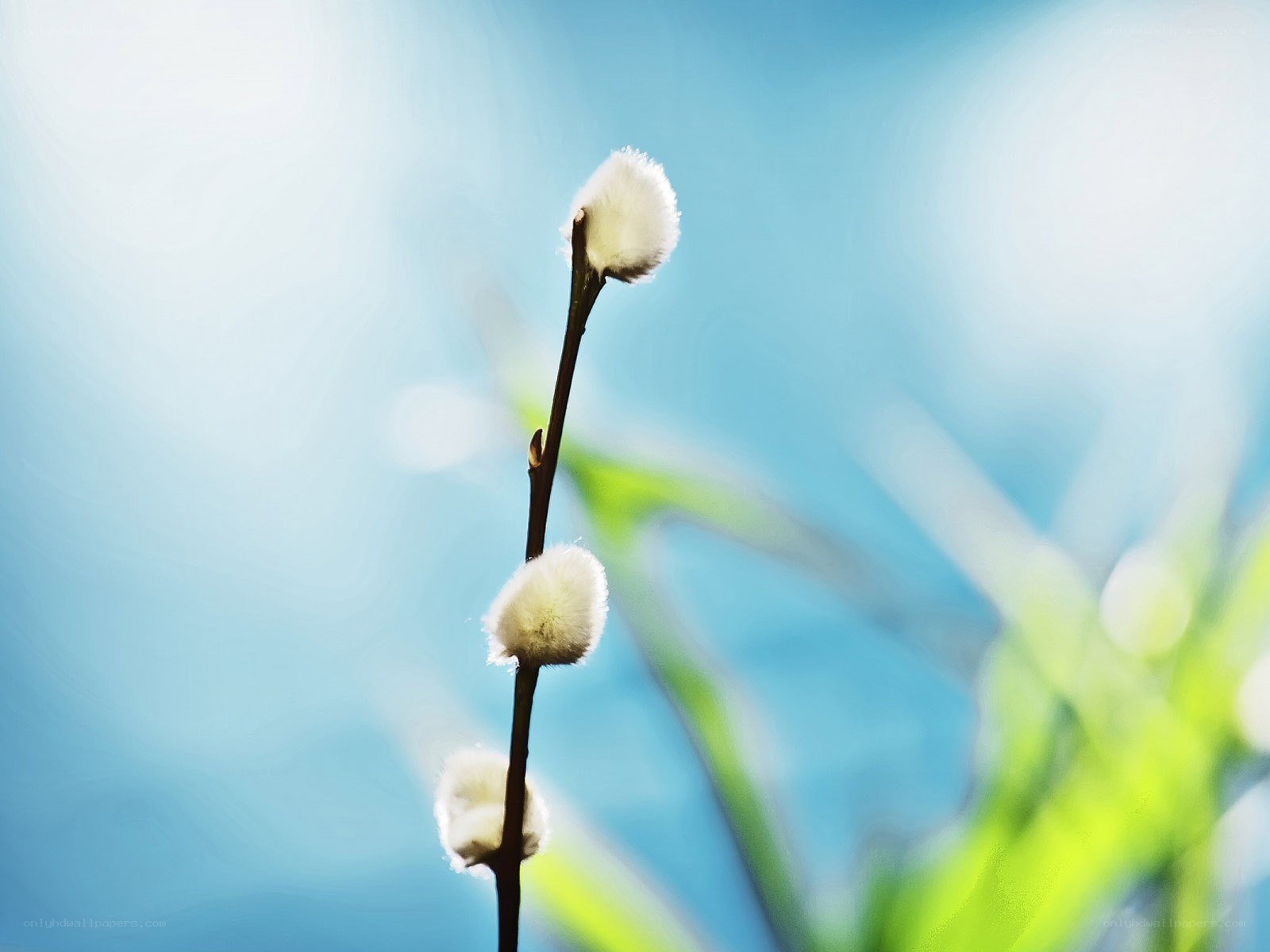 willow catkins on a branch