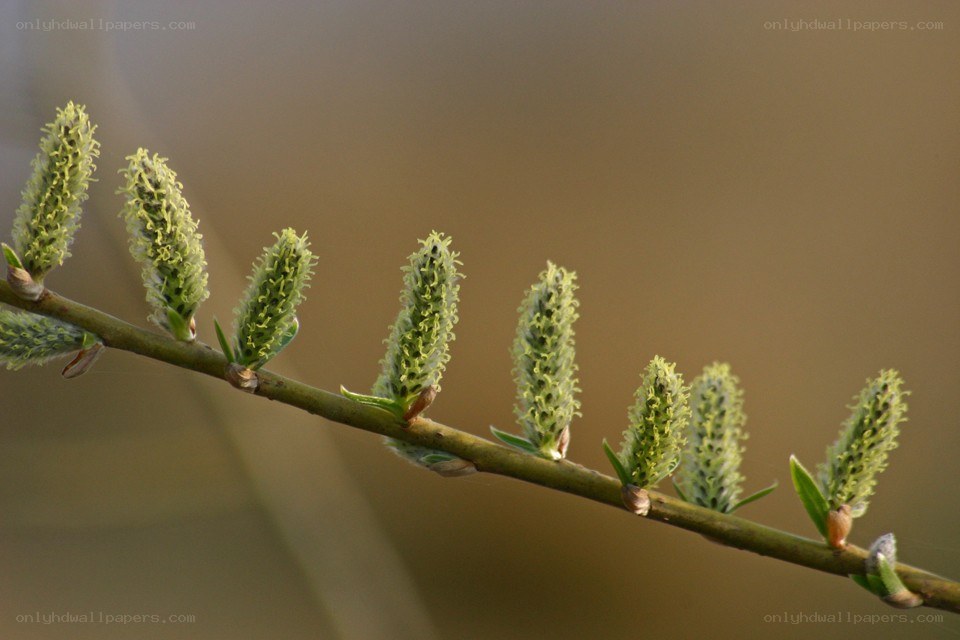 Willow catkins on a branch