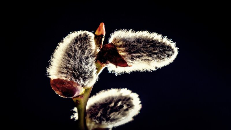 Willow Catkins on Branch — Black