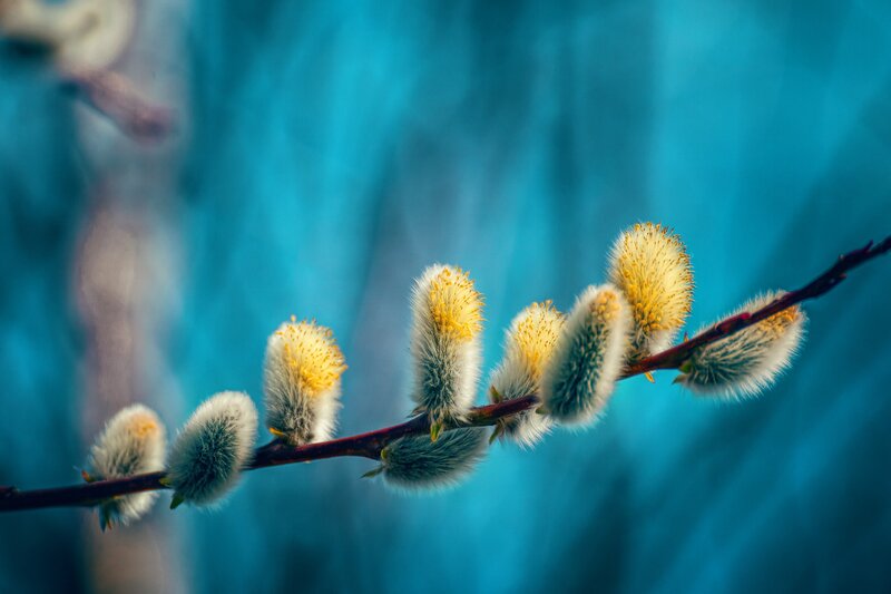 Willow Catkins on Branch — Blue, Serene, Spring, Photograph, Flowers, Blue Background