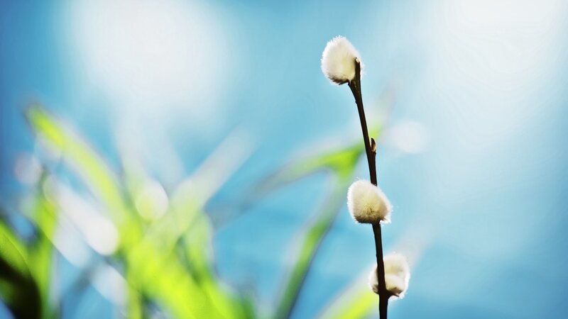 Willow Catkins on Branch — Blue, Serene, Spring, Photograph, Sky, Green Leaves