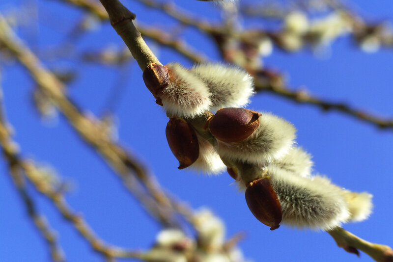 Willow Catkins on Branch — Blue, Serene, Spring, Photograph, Sky
