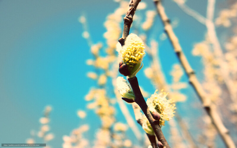 Willow Catkins on Branch — Blue, Serene, Spring, Photograph