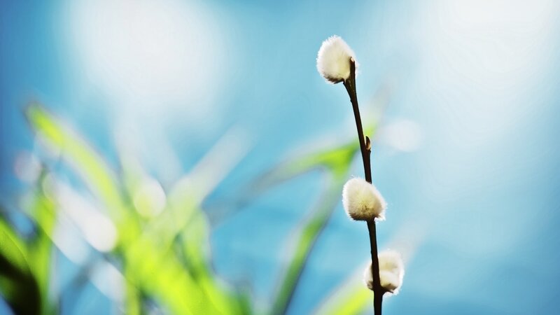 Willow Catkins on Branch — Blue, Serene, Spring