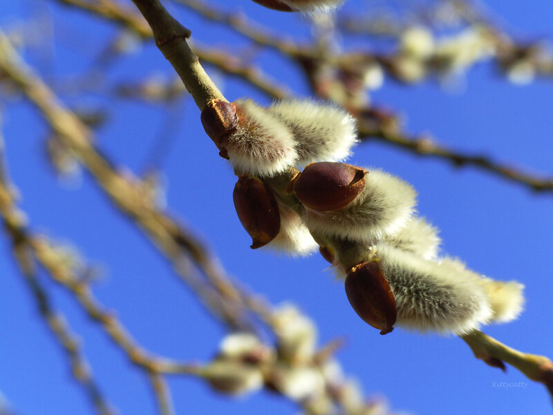 Willow Catkins on Branch — Blue, Serene