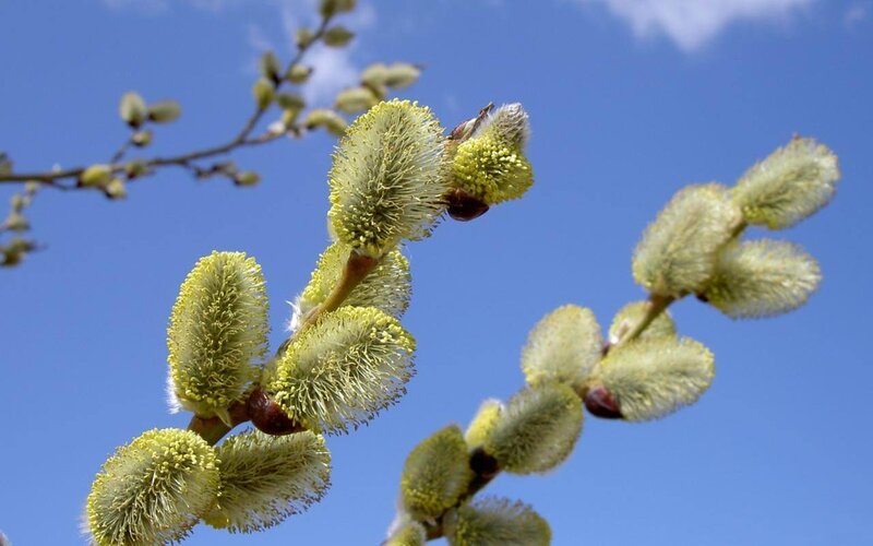 Willow Catkins on Branch — Blue