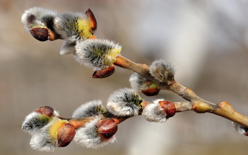 Willow Catkins on Branch — Brown, Calm, Spring