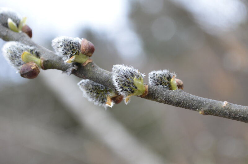 Willow Catkins on Branch — Brown, Calm