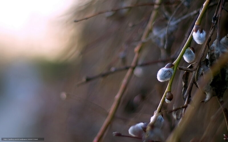 Willow Catkins on Branch — Brown, Serene, Spring, Photograph