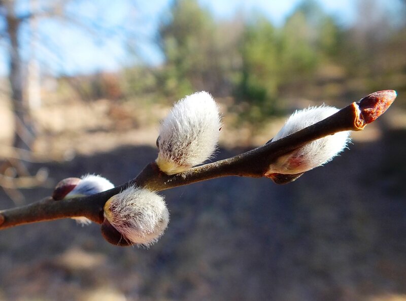 Willow Catkins on Branch — Brown, Serene, Spring
