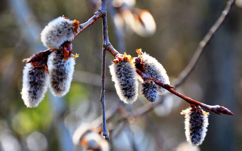 Willow Catkins on Branch — Brown