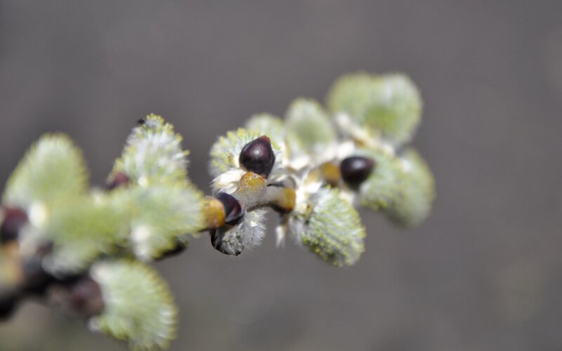 Willow Catkins on Branch — Green, Calm