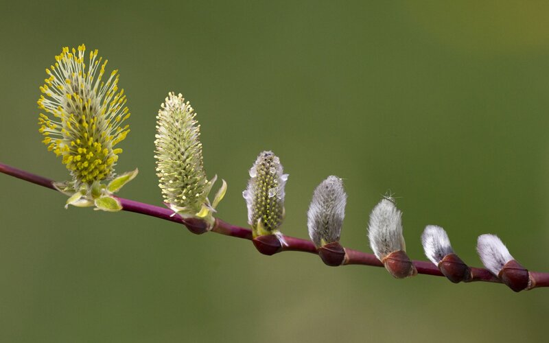 Willow Catkins on Branch — Green, Natural
