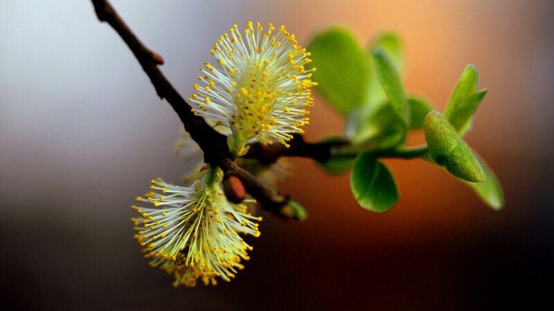 Willow Catkins on Branch — Green, Serene, Spring