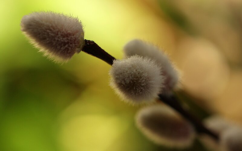 Willow Catkins on Branch — Green, Serene