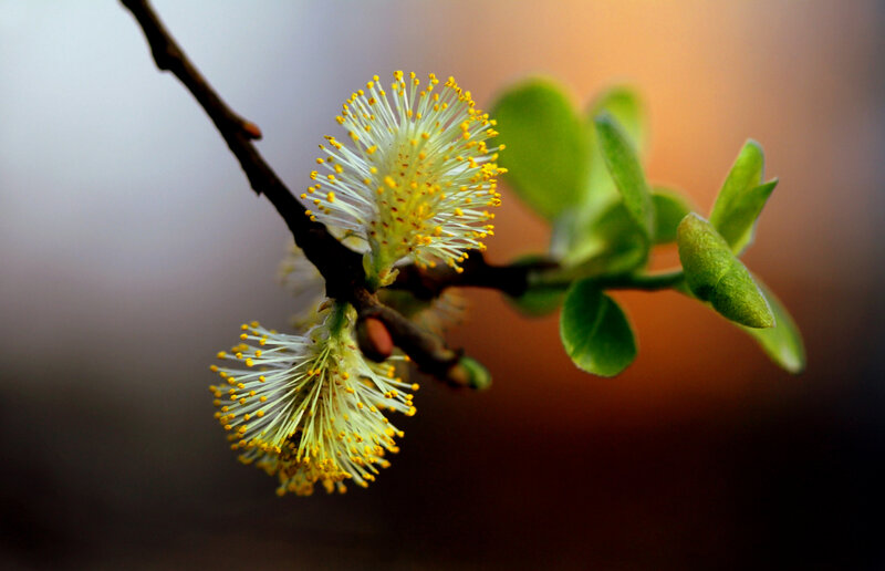 Willow Catkins on Branch — Green