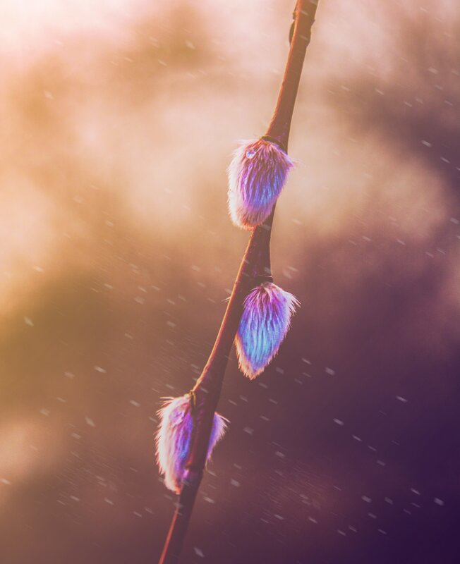 Willow Catkins on Branch — Purple, Serene