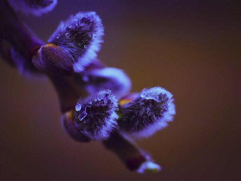 Willow Catkins on Branch — Purple
