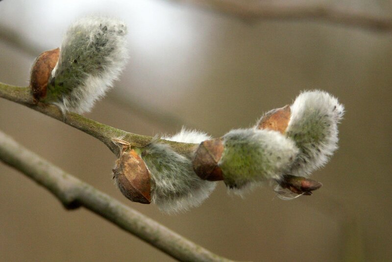Willow Catkins on Branch