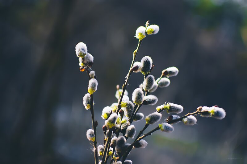 Willow Catkins on Branch — White, Serene, Spring, Photograph