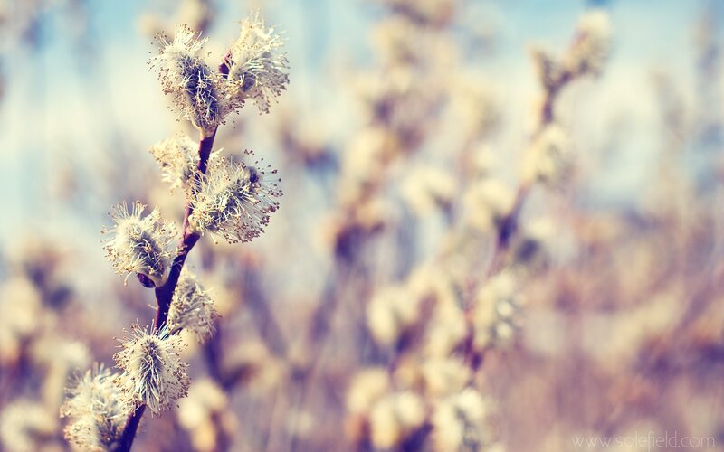 Willow Catkins on Branch — White, Serene, Spring
