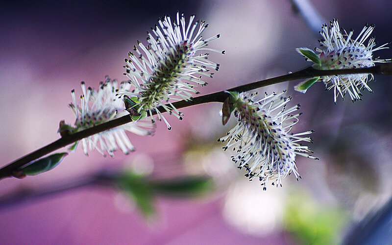 Willow Catkins on Branch — White, Serene