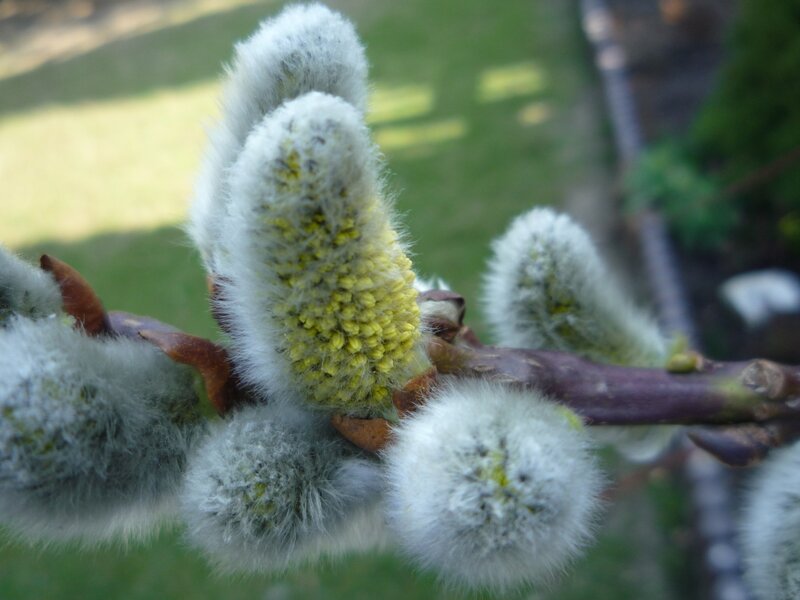 Willow Catkins on Branch — White