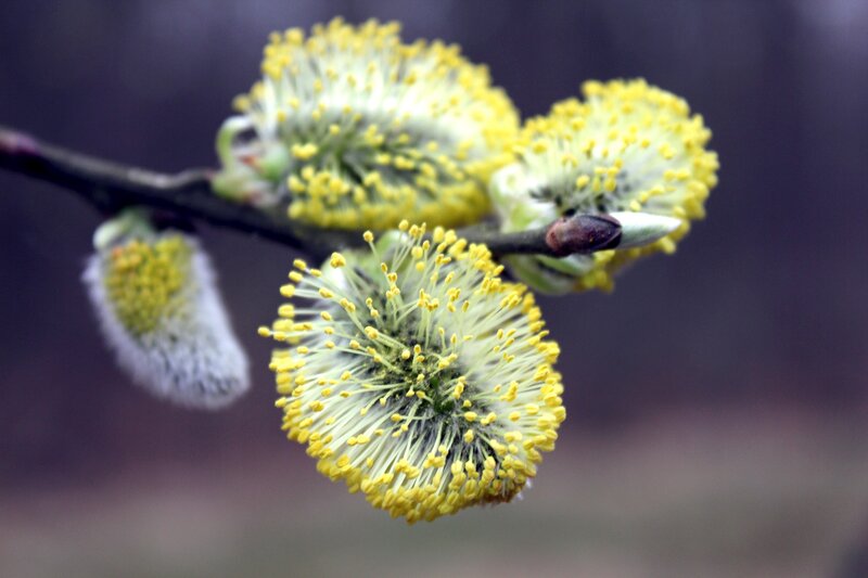 Willow Catkins on Branch — Yellow, Calm, Spring, Photograph