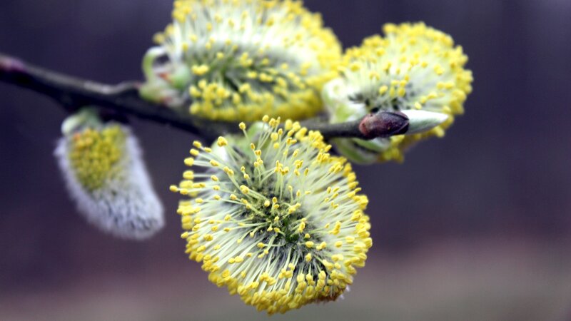 Willow Catkins on Branch — Yellow, Calm