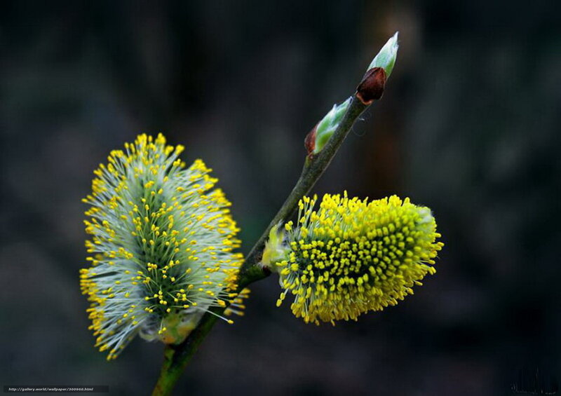 Willow Catkins on Branch — Yellow, Natural, Spring, Photograph