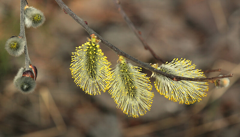 Willow Catkins on Branch — Yellow, Natural, Spring