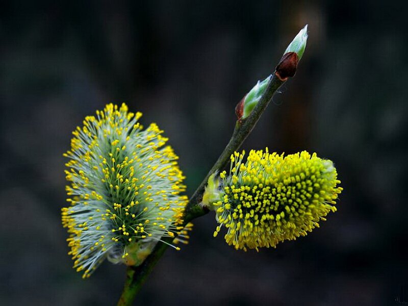 Willow Catkins on Branch — Yellow, Natural