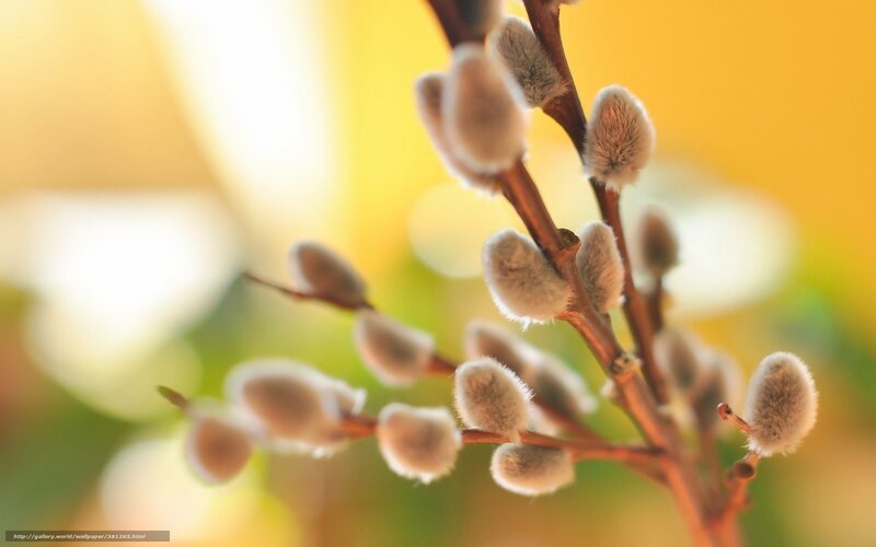 Willow Catkins on Branch — Yellow, Serene, Spring, Photograph