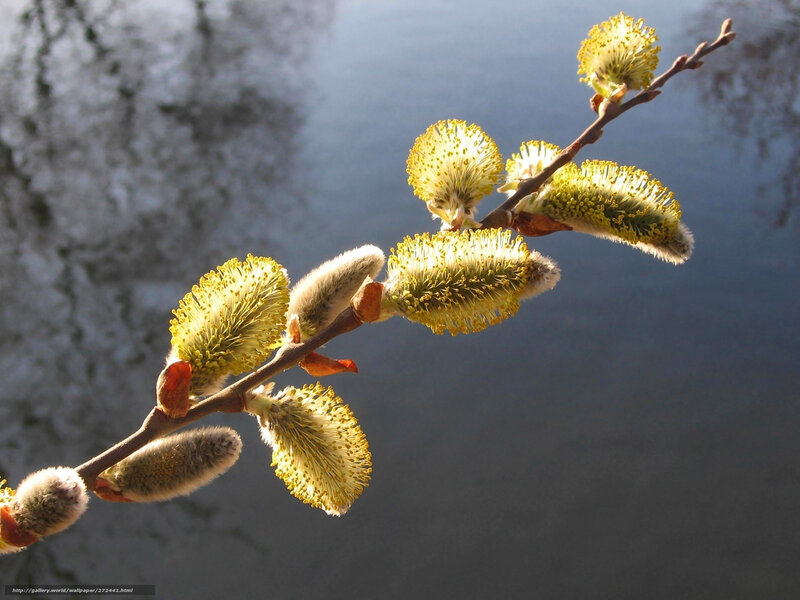 Willow Catkins on Branch — Yellow, Serene, Spring