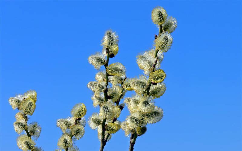 Willow Catkins on Branches